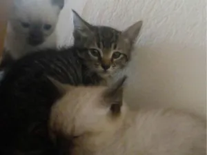 Gato raça SRD-ViraLata idade 2 a 6 meses nome Eles ainda não possem nome.