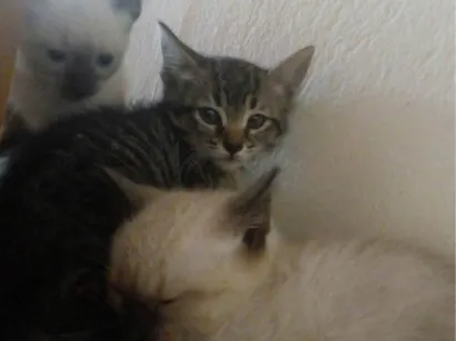 Gato raça SRD-ViraLata idade 2 a 6 meses nome Eles ainda não possem nome.