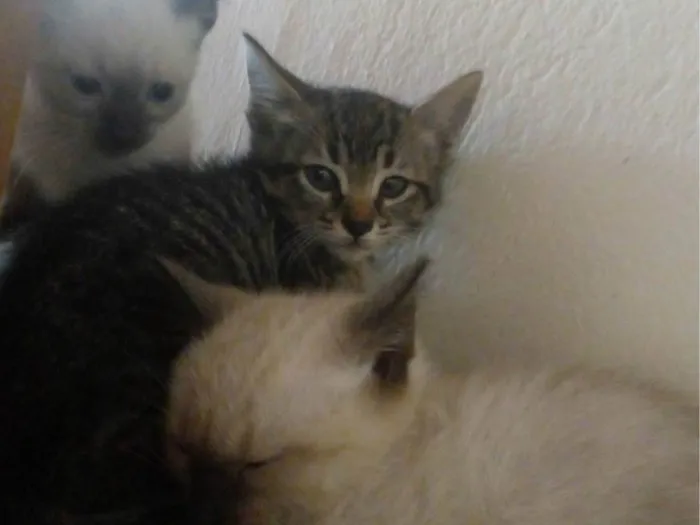 Gato ra a SRD-ViraLata idade 2 a 6 meses nome Eles ainda não possem nome.