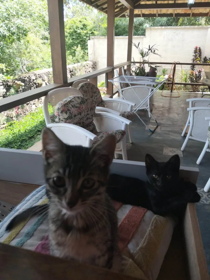 Gato ra a SRD-ViraLata idade 2 a 6 meses nome Sem nome