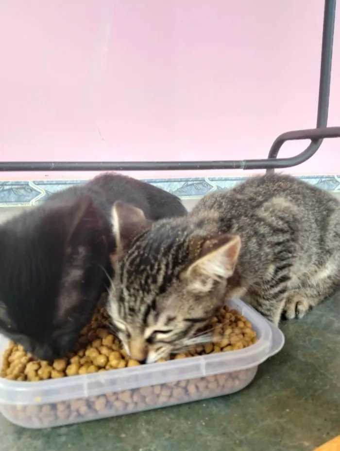 Gato ra a SRD-ViraLata idade 2 a 6 meses nome Sem nome