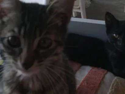 Gato raça SRD-ViraLata idade 2 a 6 meses nome Sem nome