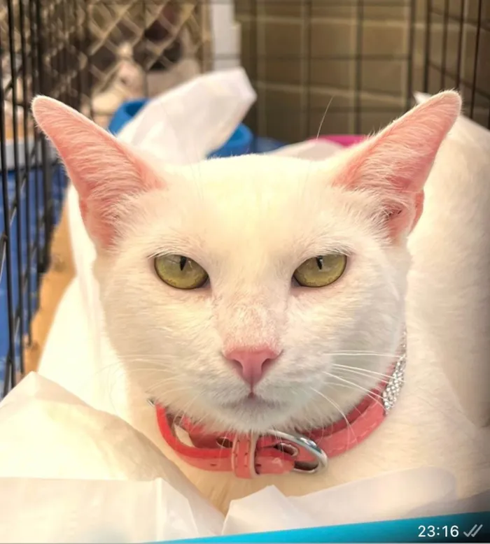 Gato ra a SRD-ViraLata idade 7 a 11 meses nome Aghata 