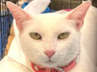 Gato raça SRD-ViraLata idade 7 a 11 meses nome Aghata 