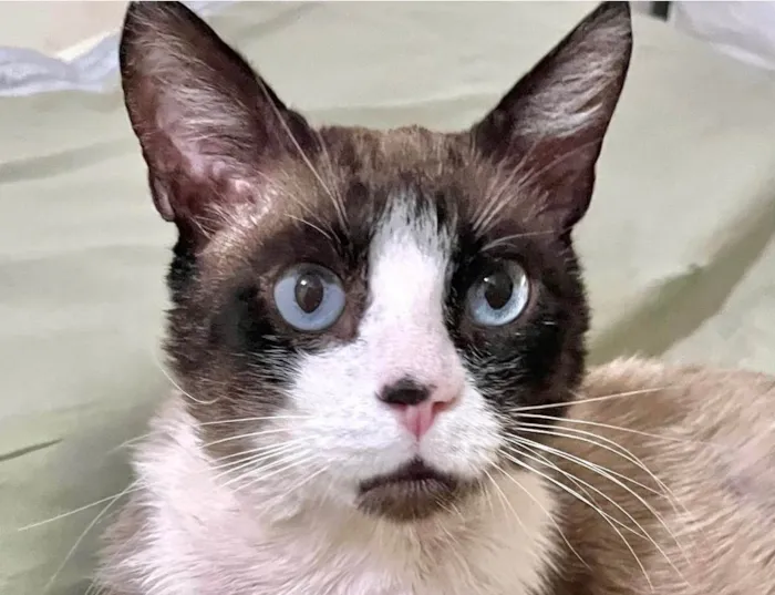 Gato ra a SRD-ViraLata idade 1 ano nome Fabrício 