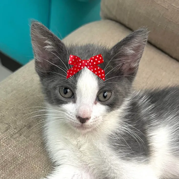 Gato ra a SRD-ViraLata idade 2 a 6 meses nome Mel 