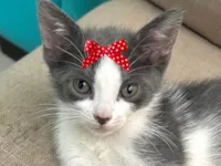 Gato raça SRD-ViraLata idade 2 a 6 meses nome Mel 