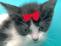 Gato raça SRD-ViraLata idade 2 a 6 meses nome Jade