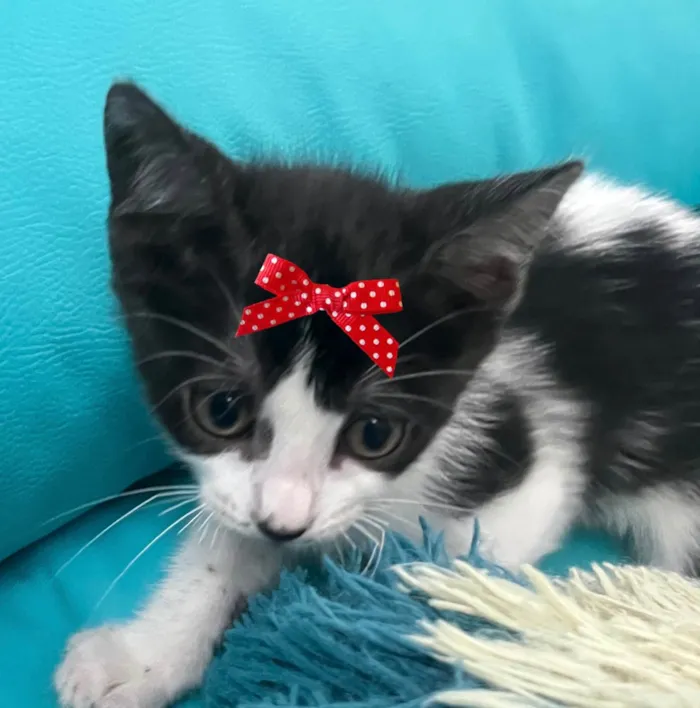 Gato ra a SRD-ViraLata idade 2 a 6 meses nome Suzi 