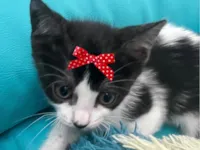 Gato ra a SRD-ViraLata idade 2 a 6 meses nome Suzi 