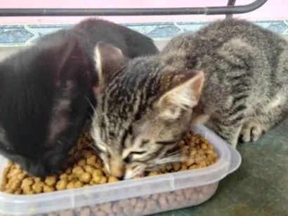 Gato raça SRD-ViraLata idade 2 a 6 meses nome Sem nome