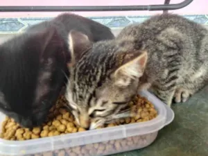 Gato ra a SRD-ViraLata idade 2 a 6 meses nome Sem nome