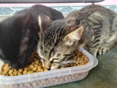 Gato raça SRD-ViraLata idade 2 a 6 meses nome Sem nome