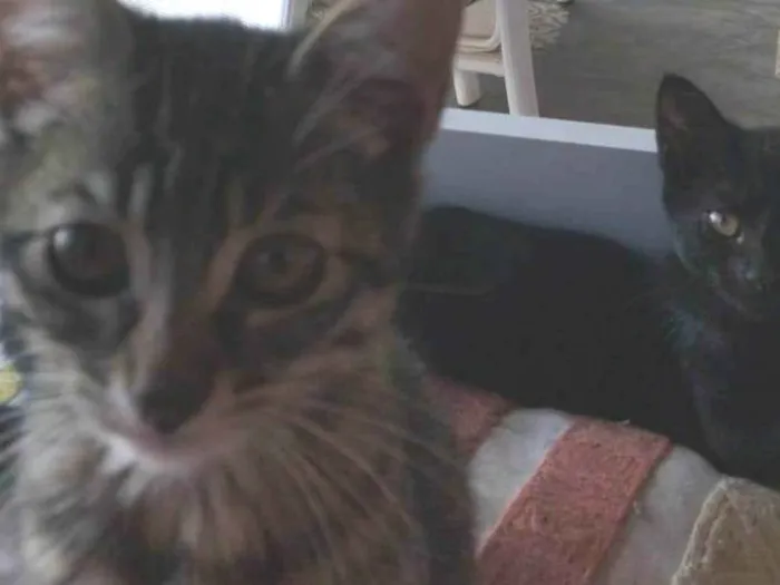 Gato ra a SRD-ViraLata idade 2 a 6 meses nome Sem nome