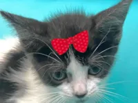 Gato raça SRD-ViraLata idade 2 a 6 meses nome Jade