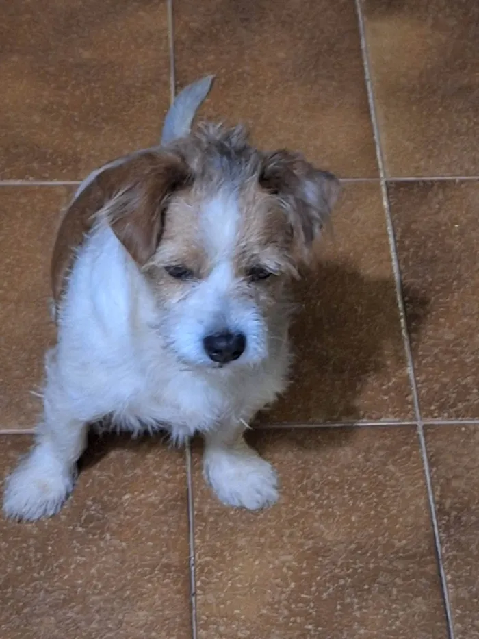 Cachorro raça SRD-ViraLata idade 5 anos nome Não  tem