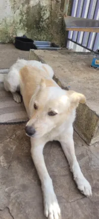 Cachorro ra a SRD-ViraLata idade 5 anos nome Betovem