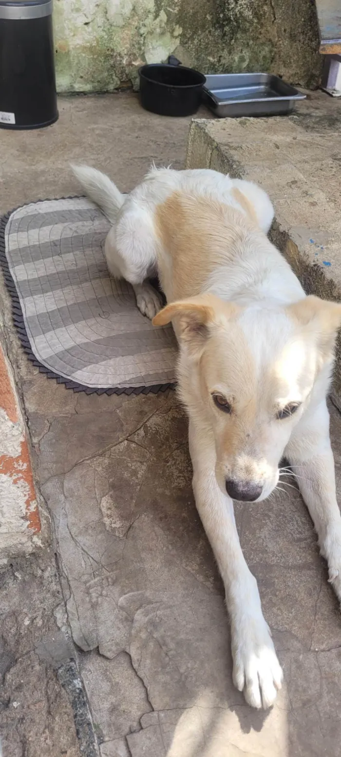 Cachorro ra a SRD-ViraLata idade 5 anos nome Betovem