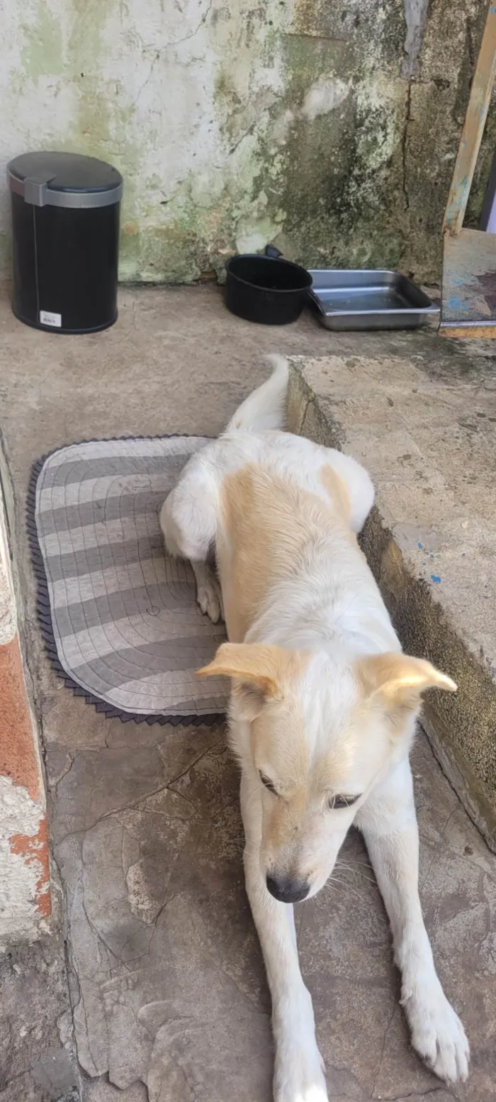 Cachorro ra a SRD-ViraLata idade 5 anos nome Betovem