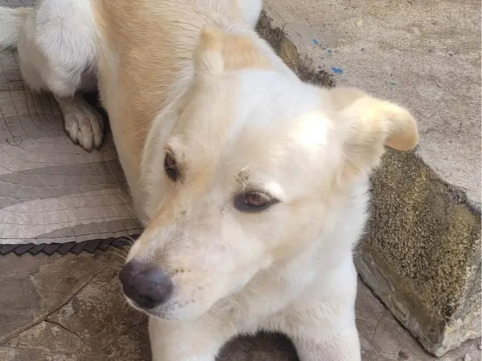Cachorro raça SRD-ViraLata idade 5 anos nome Betovem