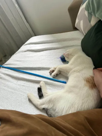 Gato raça SRD-ViraLata idade 2 a 6 meses nome Kira 