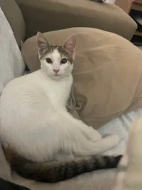 Gato ra a SRD-ViraLata idade 2 a 6 meses nome Kira 