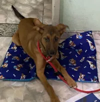 Cachorro raça SRD-ViraLata idade 2 a 6 meses nome JOLIE, FÊMEA