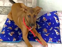 Cachorro raça SRD-ViraLata idade 2 a 6 meses nome JOLIE, FÊMEA