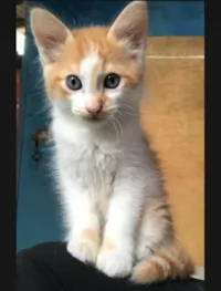 Gato ra a SRD-ViraLata idade 2 a 6 meses nome AMARELINHO