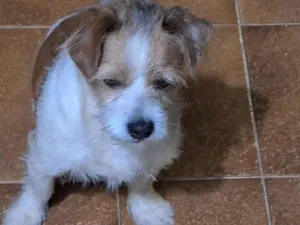 Cachorro raça SRD-ViraLata idade 5 anos nome Não  tem
