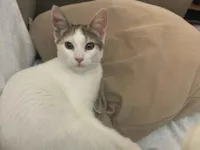 Gato ra a SRD-ViraLata idade 2 a 6 meses nome Kira 