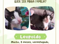 Gato ra a SRD-ViraLata idade 2 a 6 meses nome Leopoldo 