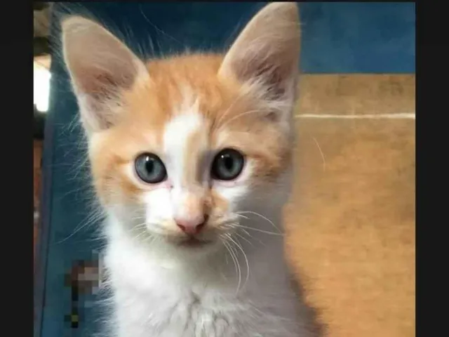Gato ra a SRD-ViraLata idade 2 a 6 meses nome AMARELINHO