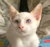 Gato ra a SRD-ViraLata idade 2 a 6 meses nome Snow 