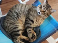 Gato ra a SRD-ViraLata idade 2 anos nome Bucky