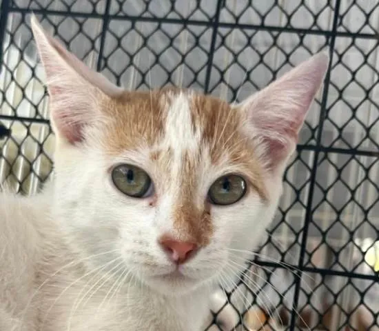 Gato ra a SRD-ViraLata idade 2 a 6 meses nome Levi 