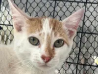 Gato ra a SRD-ViraLata idade 2 a 6 meses nome Levi 