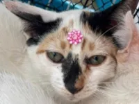 Gato raça SRD-ViraLata idade 2 a 6 meses nome Maia 