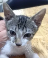 Gato ra a SRD-ViraLata idade 2 a 6 meses nome Tico 