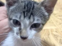 Gato ra a SRD-ViraLata idade 2 a 6 meses nome Tico 