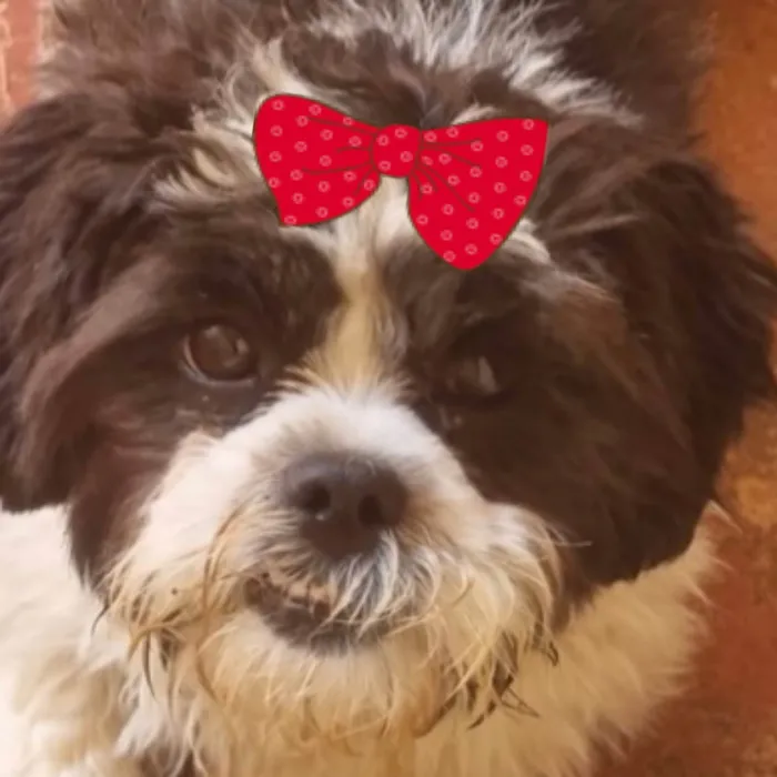 Cachorro ra a Shitzu idade 7 a 11 meses nome Pandia 