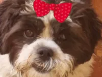 Cachorro raça Shitzu idade 7 a 11 meses nome Pandia 