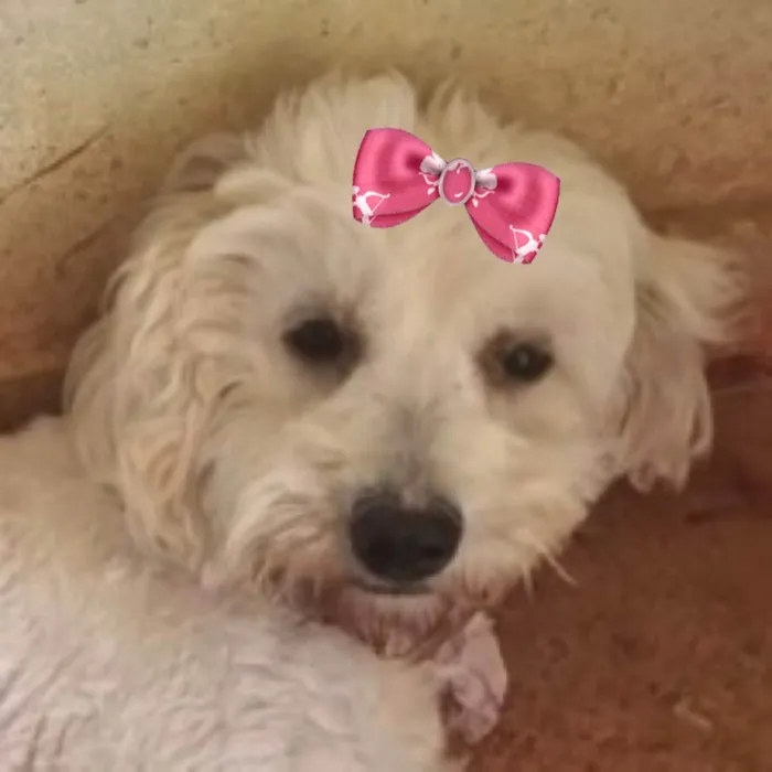 Cachorro ra a Poodle idade 7 a 11 meses nome Chanel 