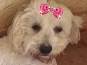 Cachorro raça Poodle idade 7 a 11 meses nome Chanel 