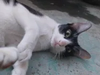 Gato ra a SRD-ViraLata idade 3 anos nome Condessa