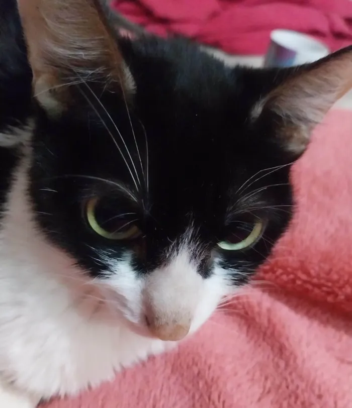 Gato ra a SRD-ViraLata idade 3 anos nome Condessa