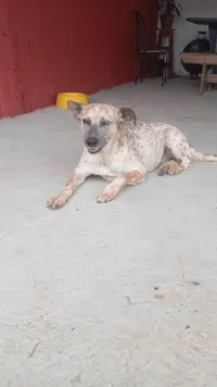 Cachorro raça SRD-ViraLata idade 1 ano nome Branquinha 