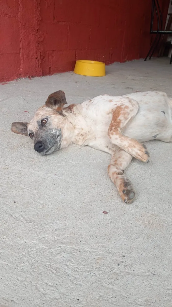 Cachorro ra a SRD-ViraLata idade 1 ano nome Branquinha 