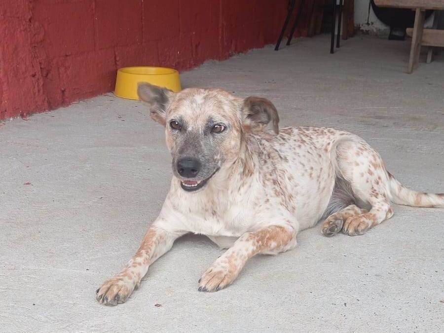 Cachorro raça SRD-ViraLata idade 1 ano nome Branquinha 