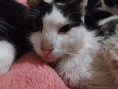 Gato raça SRD-ViraLata idade 3 anos nome Taro